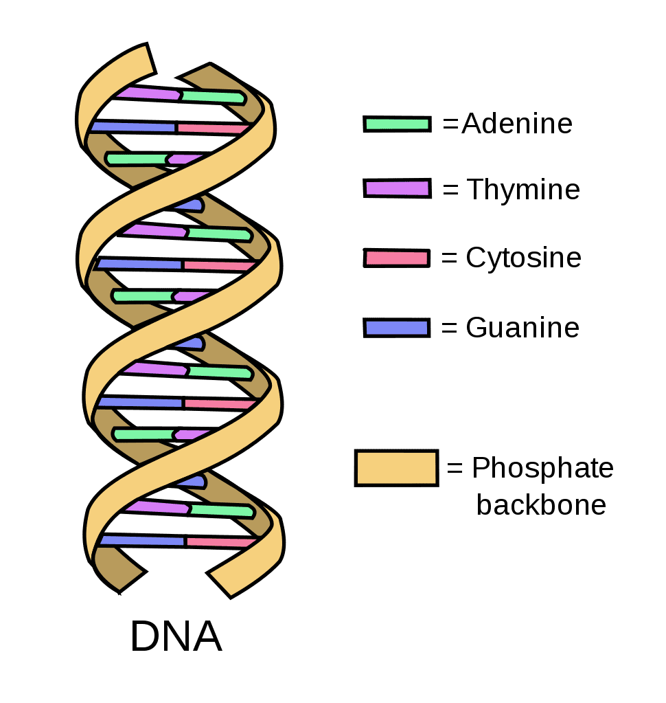 Dna  