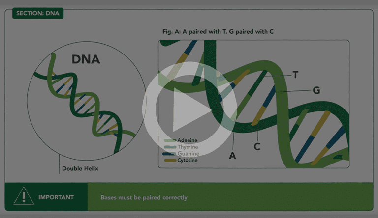 Animated Video: Building Blocks of Your Genetic Code - ASHG